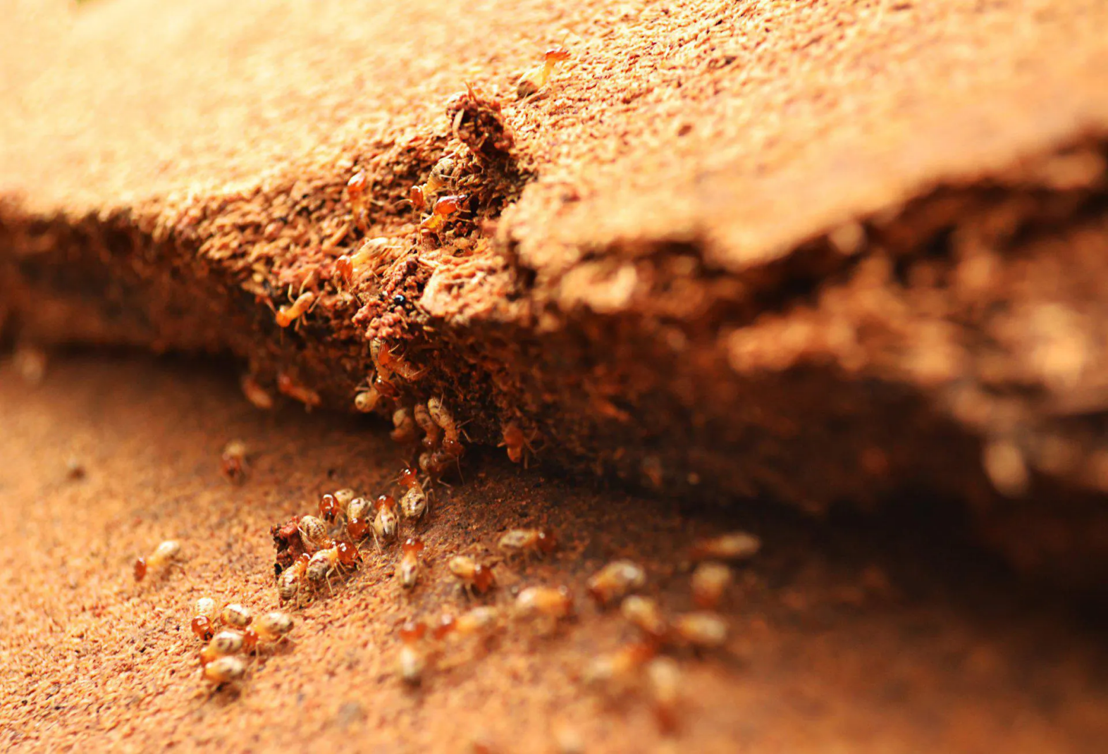 Traitement anti-termites à Pau